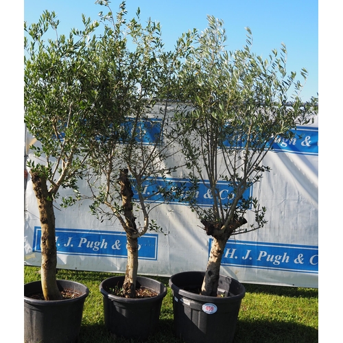 459 - Standard olive trees 10ft - 3
