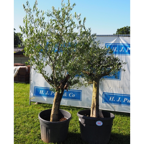 460 - Standard olive trees 7ft - 2