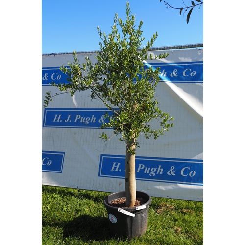72 - Standard olive tree 6ft