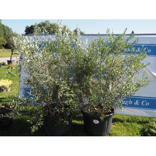 86 - Olive bush 6ft - 2
