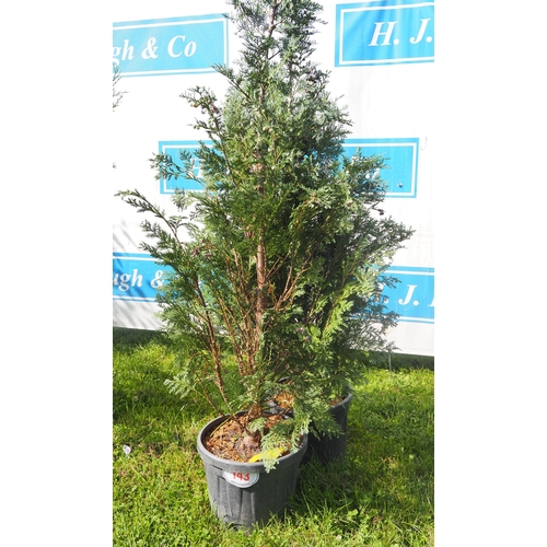 143 - Juniper 6ft - 2