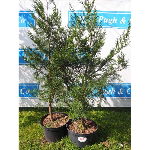 144 - Juniper 6ft - 2