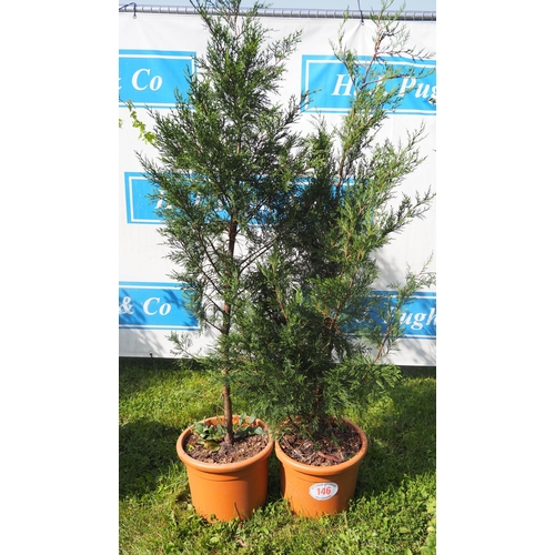 146 - Juniper 6ft - 2