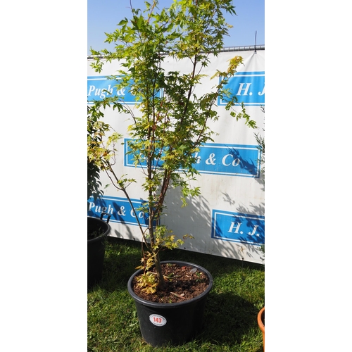 147 - Acer 8ft