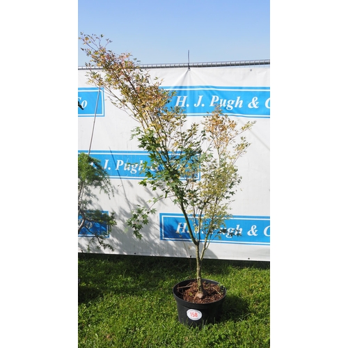 158 - Acer 6ft