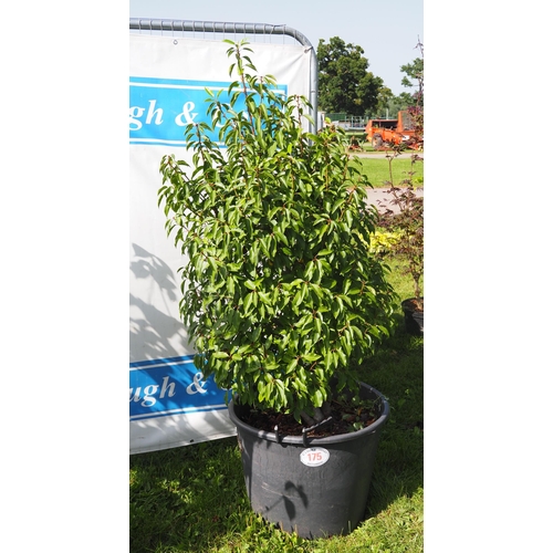 175 - Portuguese laurel 6ft