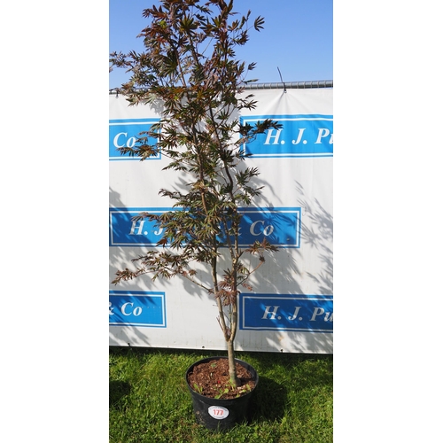 177 - Acer 8ft