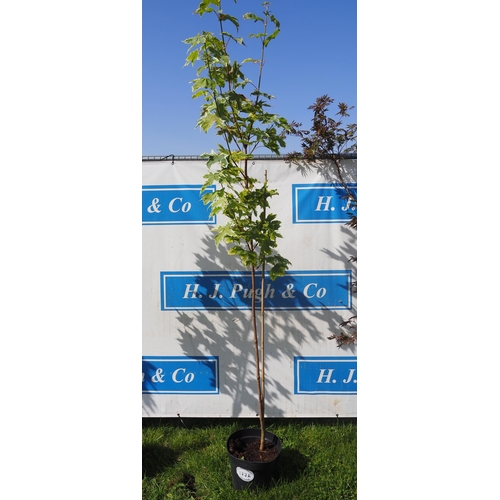 177A - Acer Drummondii 8ft