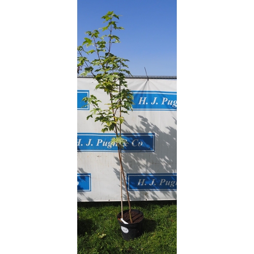 178A - Acer Drummondii 8ft