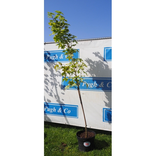 180 - Acer Drummondii 8ft