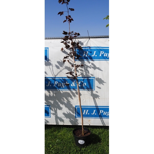 180A - Acer Crimson King 8ft