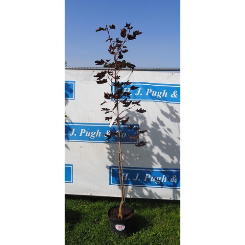 181 - Acer Crimson King 8ft