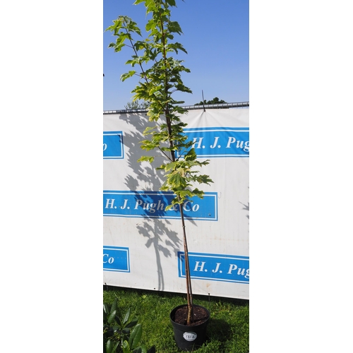 181A - Acer Drummondii 8ft