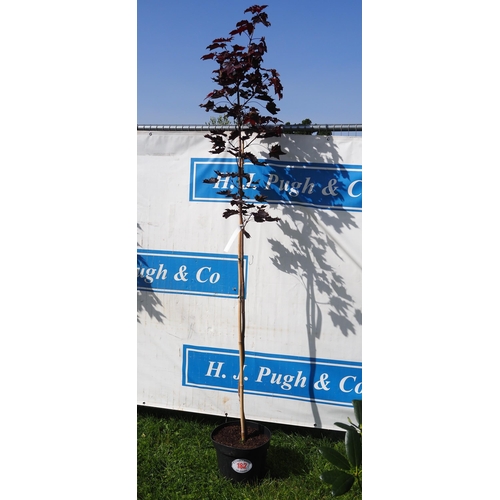 182 - Acer Crimson King 8ft