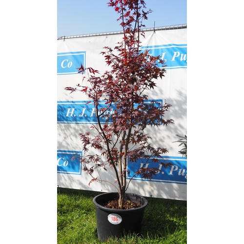 186 - Acer Bloodgood 7ft