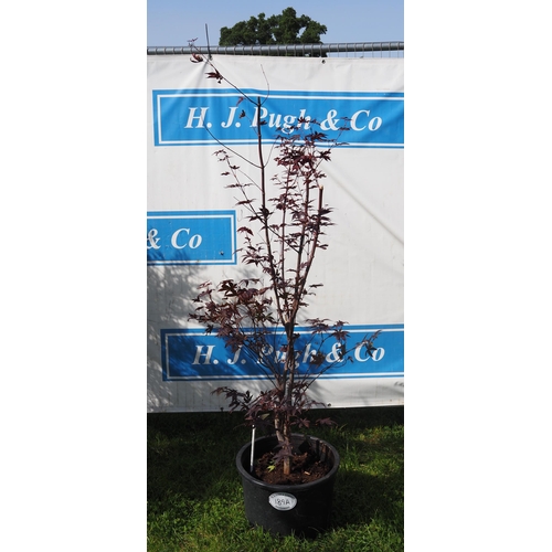 189A - Acer Bloodgood