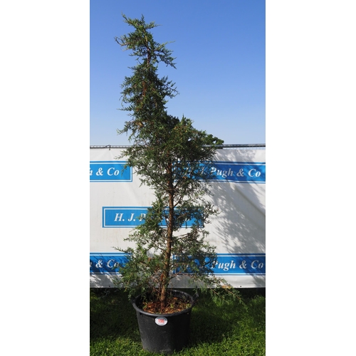 196 - Thuja 12ft