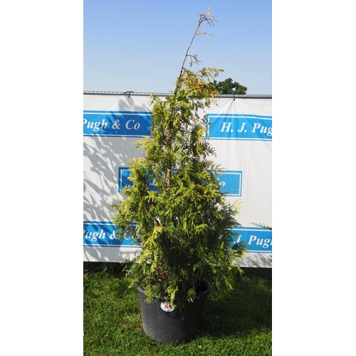 197 - Conifer 7ft