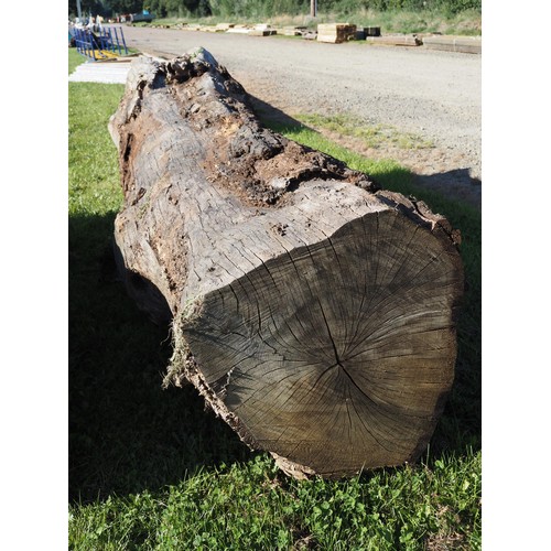 1335 - Oak trunk 3.3m x 0.95 - 1