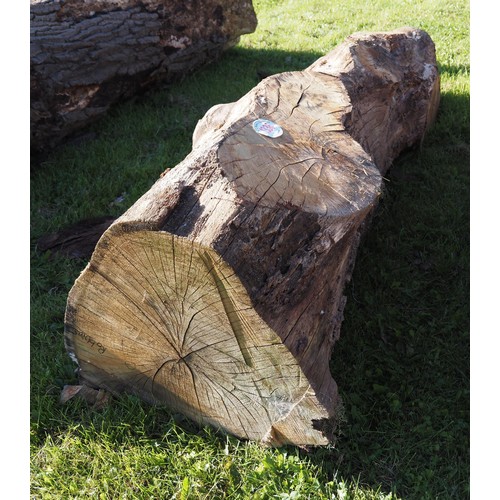 1336 - Oak trunk 2.8m x 0.5 - 1