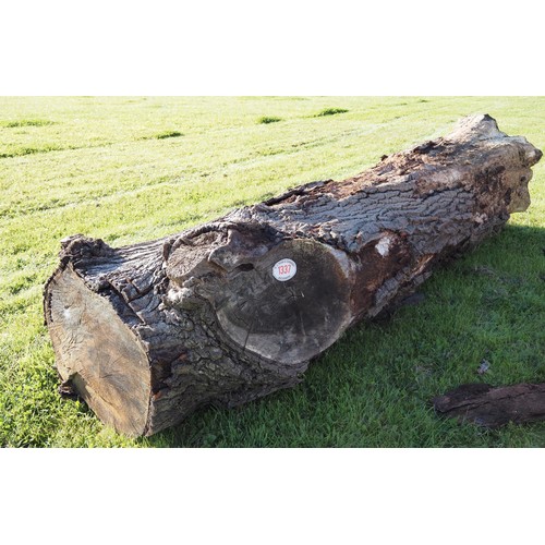 1337 - Oak trunk 3.4m x 0.95 - 1