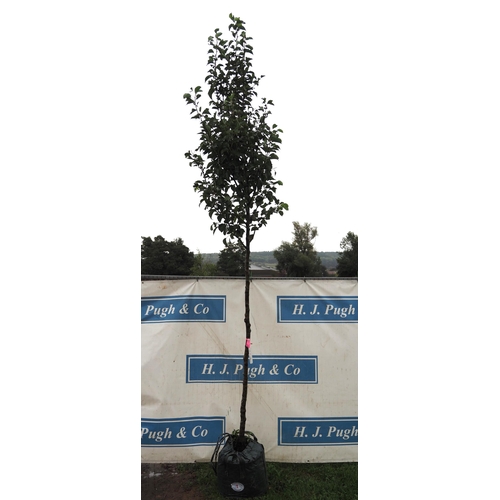 1 - Pyrus Chanticleer 12ft - 1