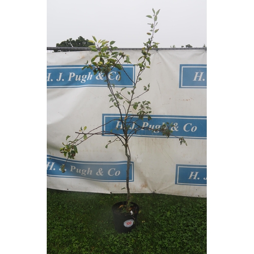 100 - Prunus Nigra 6ft - 1