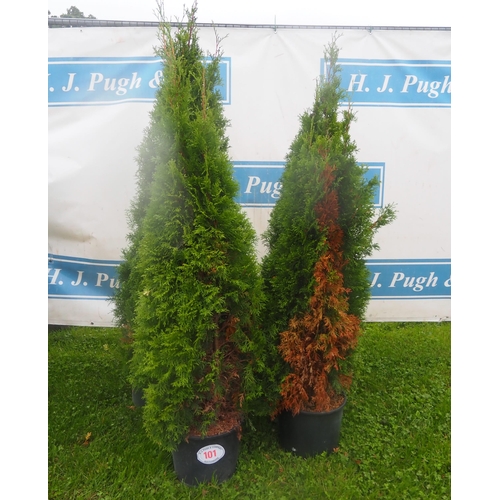 101 - Thuja Occidentalis 5ft - 4