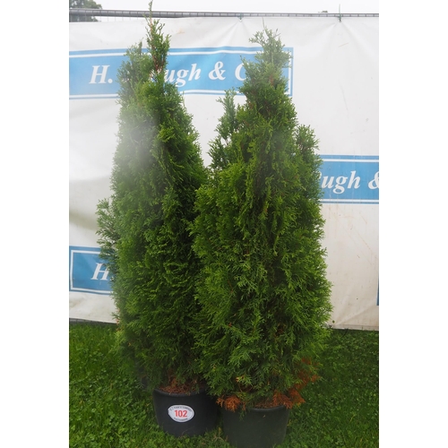 102 - Thuja Occidentalis 4ft - 4