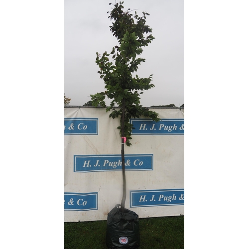 125 - Carpinus Betulus 11ft - 1