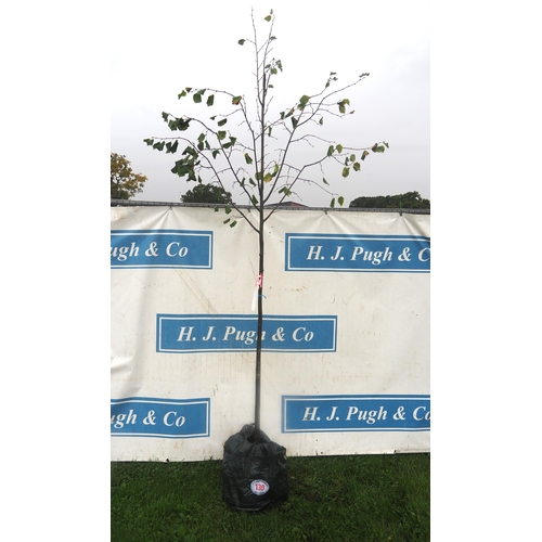 130 - Tilia Cordata Greenspire 9ft - 1