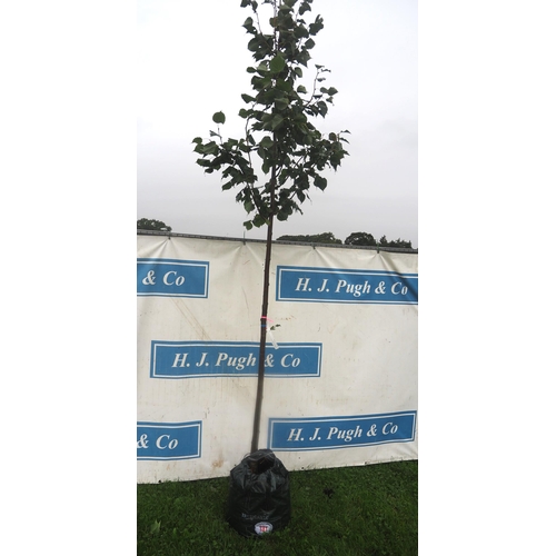 131 - Tilia Cordata Greenspire 12ft - 1