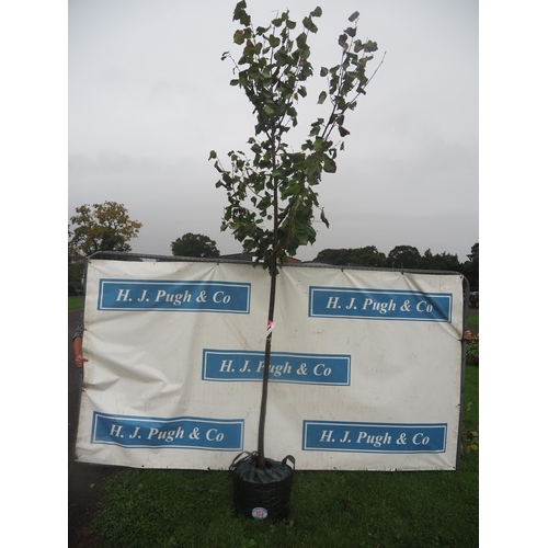 133 - Tilia Cordata Greenspire 11ft - 1