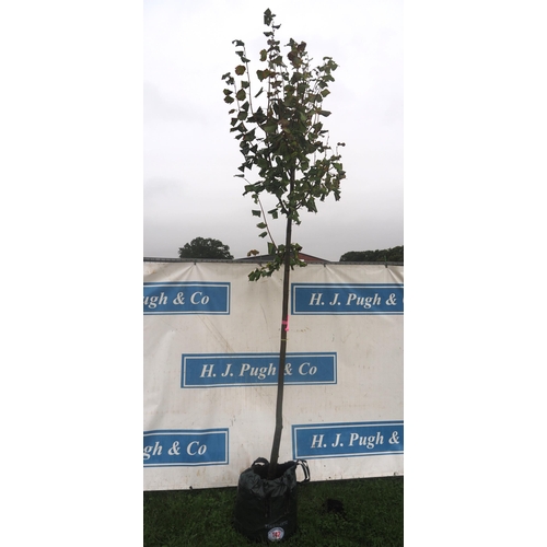 142 - Tilia Cordata Greenspire 10ft - 1