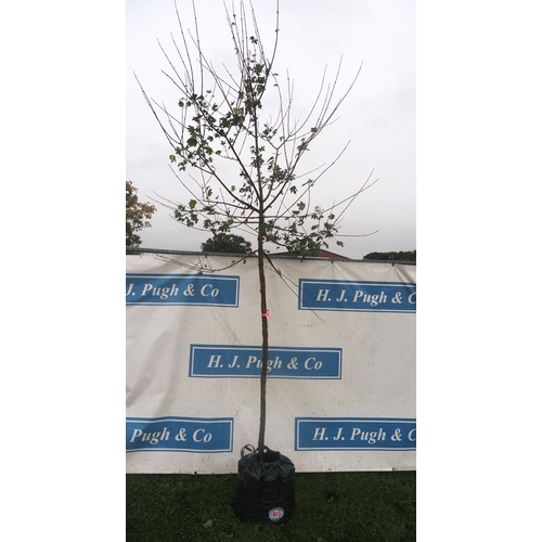 145 - Acer Campestre 10ft - 1