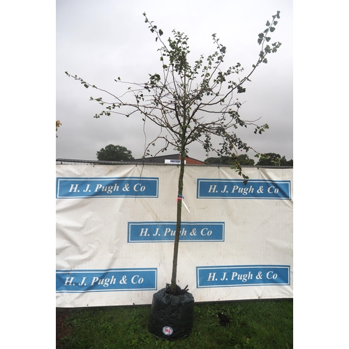 148 - Crataegus Pauls Scarlet 11ft - 1