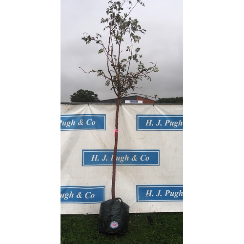 150 - Sorbus Hupehensis 11ft - 1