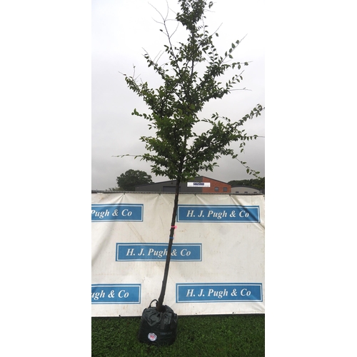 153 - Carpinus Betulus 12ft - 1