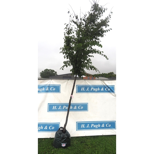 155 - Carpinus Betulus 12ft - 1