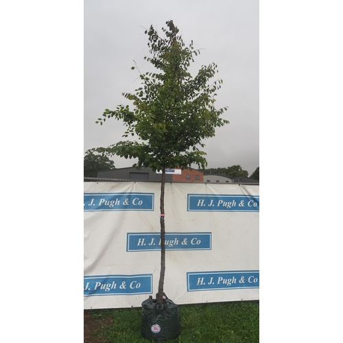 156 - Carpinus Betulus 12ft - 1