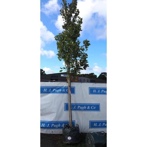 159 - Acer Armstrong 17ft - 1