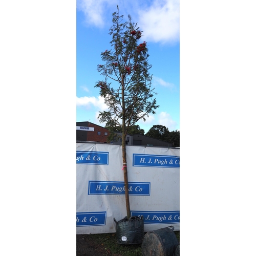 159A - Sorbus Olympic Flame 14ft - 1