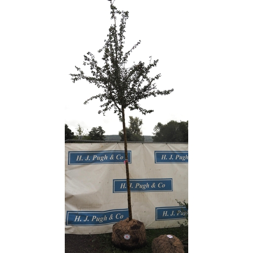 16 - Crataegus Pauls Scarlet Rootball 14ft - 1