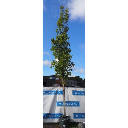 160A - Acer Armstrong 17ft - 1