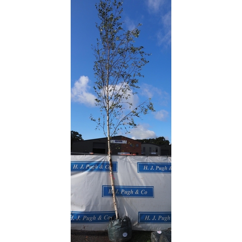 162A - Betula Pendula 18ft - 1