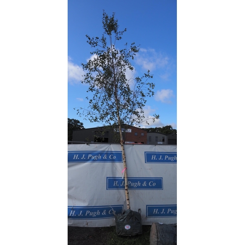 163 - Betula Pendula 17ft - 1