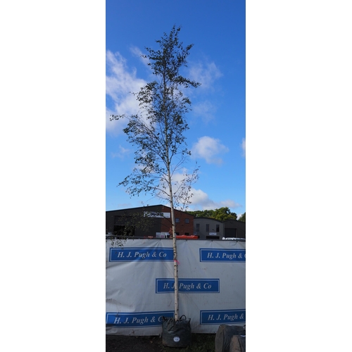 163A - Betula Pendula 18ft - 1