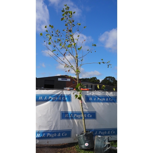 164 - Platanus Acerifolia 18ft - 1