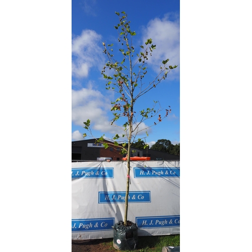 165 - Platanus Acerifolia 15ft - 1