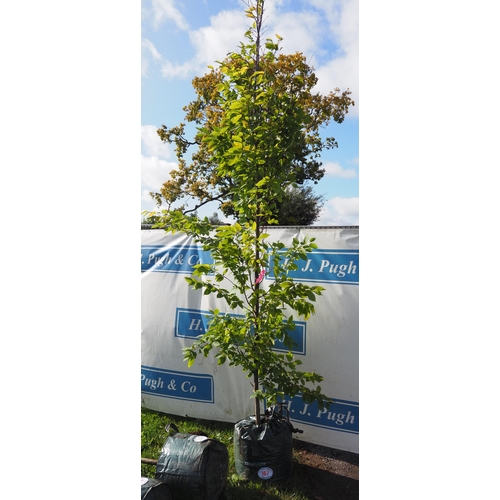 167 - Carpinus Betulus 10ft - 1